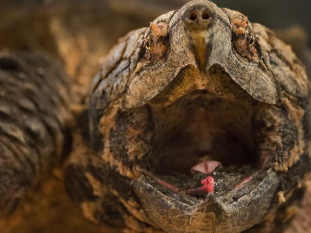 Media - Rắn hổ mang bị cắn nát đầu vì "cả gan" chui vào miệng rùa cá sấu