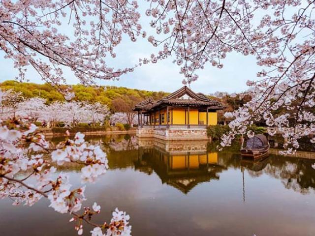 Du lịch - Ngắm hoa anh đào ở nơi được ví như “tiểu Kyoto” đẹp nhất tại Trung Quốc