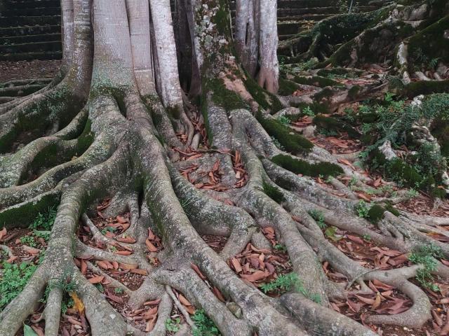 Tin tức trong ngày - Chiêm ngưỡng cây đa Thần Rùa khổng lồ ở Hà Nội