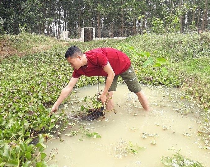 Anh Kính đang vớt bèo làm thức ăn cho ốc.