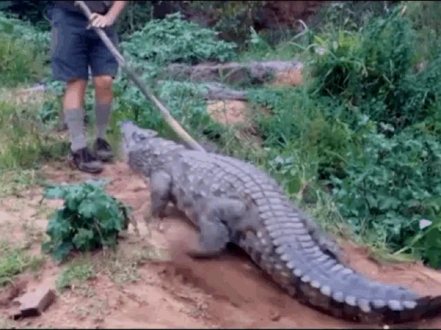 Media - Clip: Chọc vào đuôi cá sấu, người đàn ông suýt bị ngoạm nát chân