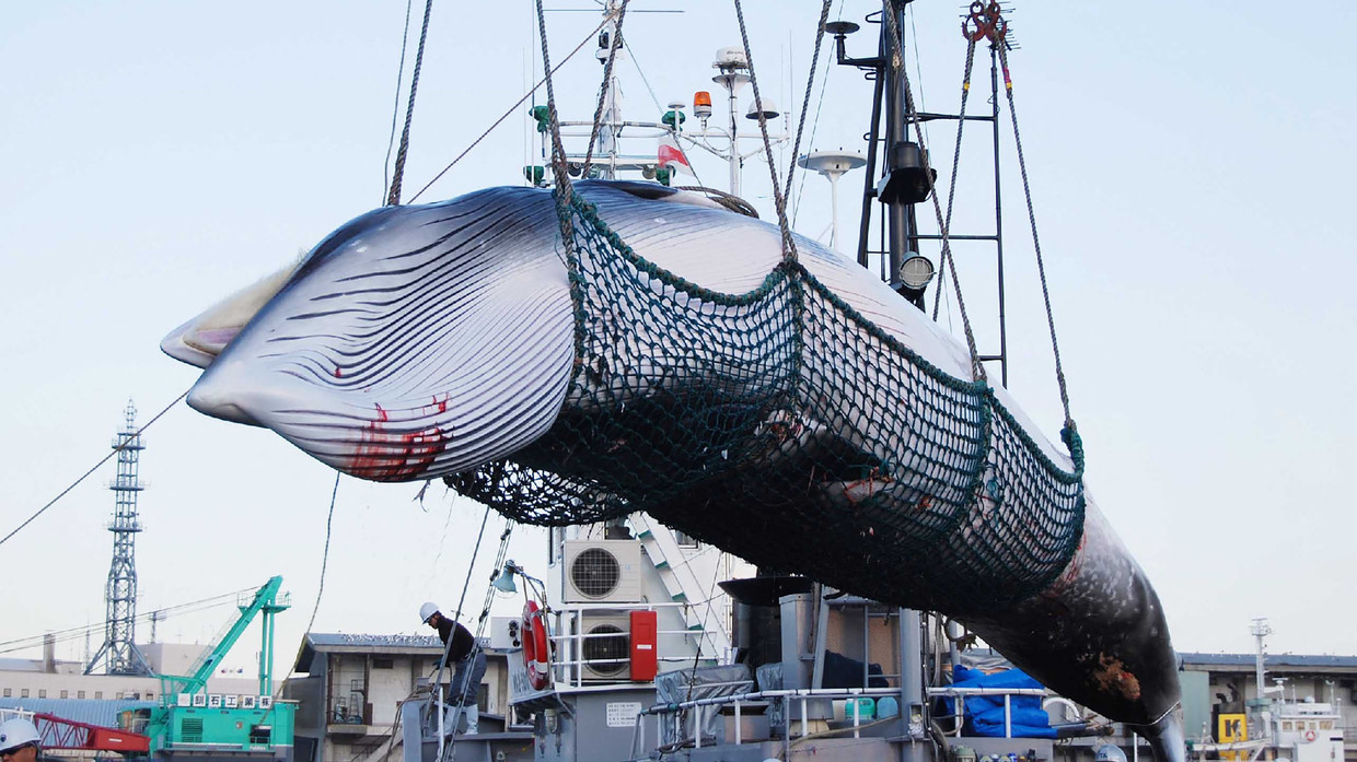 Cá voi Minke được đem về Nhật Bản phục vụ khảo sát và nghiên cứu.