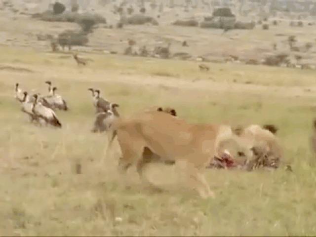 Media - Sư tử đực tung chiêu "anh hùng cứu mỹ nhân" đánh tan tác đàn linh cẩu