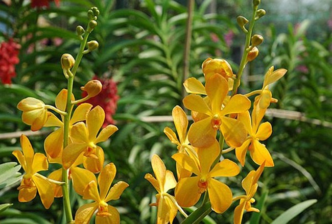Muốn có chất lượng hoa tốt ngay từ khâu chọn cây giống phải sạch bệnh, có nguồn gốc rõ ràng mua ở những nơi có uy tín
