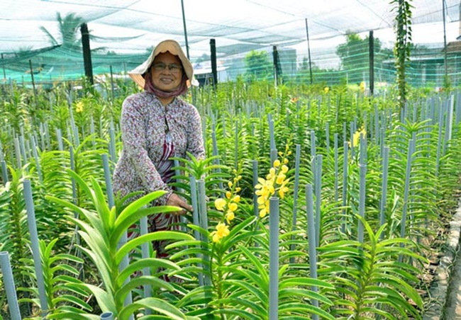 Sau 1 năm trồng, hoa lan Mokara sẽ cho thu hoạch với giá bán từ 6.000 đồng - 8.000 đồng/cành.
