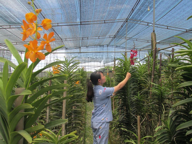 Giống lan Mokara là cây có thể ra hoa quanh năm, được đánh giá là một trong những loại hoa phong lan có khả năng chịu nắng tốt, thích hợp với việc sản xuất hoa cắt cành.&nbsp;
