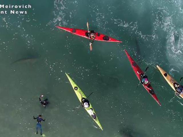 Du lịch - Cảnh tượng rợn người khi đàn cá mập “bao vây” thuyền kayak ngoài khơi