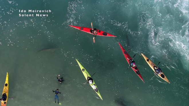 … Trong khi những người chèo thuyền kayak và lặn quan sát vùng biển này vẫn không hề hay biết về sự xuất hiện của cá mập.