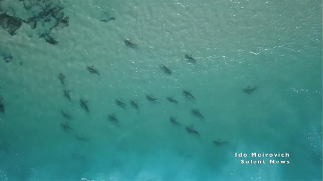 … Theo sau là đàn cá đuối giúp cá mập nổi lên.