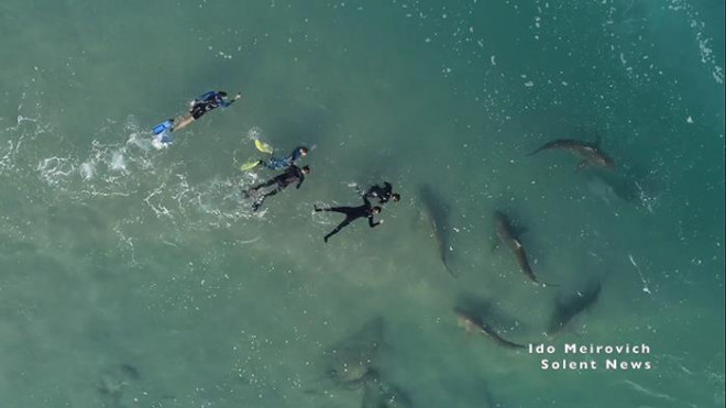 … Cho tới khi những người lặn biển "đối mặt" cá mập…