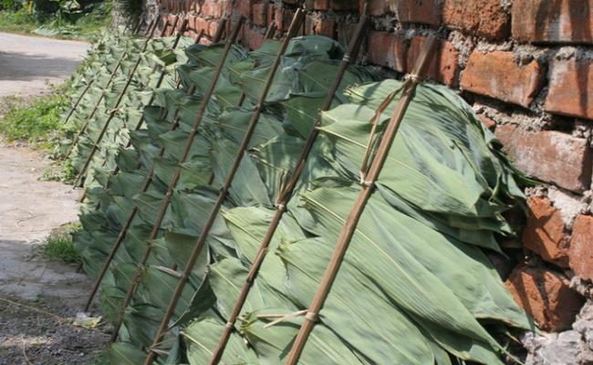 Hiện nay, giá thu mua lá tre khô là 40 nghìn đồng/kg, lá tre tươi là 10 -11 nghìn đồng/kg.
