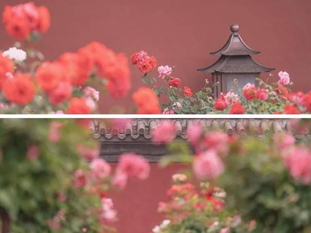 Du lịch - Ngất ngây trước khung cảnh mùa xuân trong Tử Cấm Thành