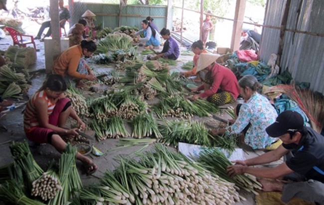 Anh Phan Bá Chung ở huyện Tân Phú Đông, Tiền Giang thu hoạch mỗi ngày 300kg sả, với giá 7.000 đồng - 8.000 đồng/kg thì mỗi ngày thu hơn 2 triệu đồng. 
