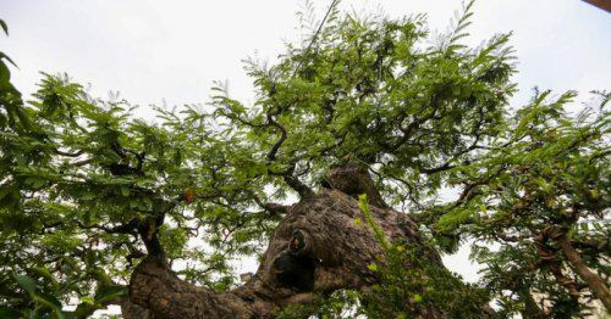 Thị trường - Tiêu dùng - Cận cảnh cụ me “dáng bay” giá bạc tỷ nhưng chủ nhân quyết không bán