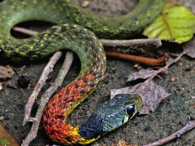 Tin tức trong ngày - Tin tức 24h qua: Bé gái tử vong vì bị rắn "nữ hoàng bóng đêm" cắn