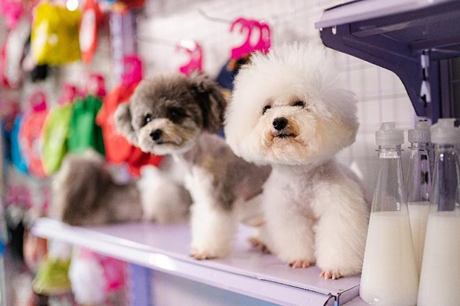 Gặp gỡ chàng trai sở hữu đàn chó Poodle khủng ở Hà Nội - 2