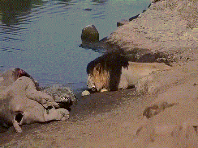 Phi thường - kỳ quặc - Video: Chúa sơn lâm già nép mình tiếp cận cá sấu để "ké" thức ăn