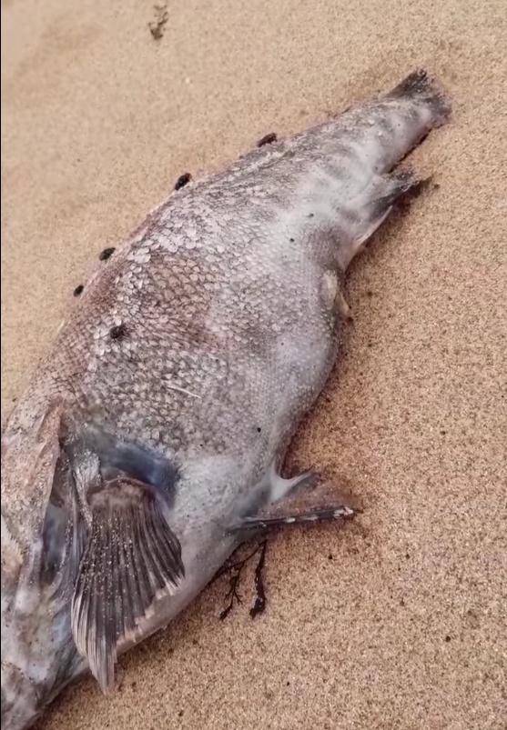 Xuất hiện cá chết nhiều dọc bờ biển xã Nghi Thiết