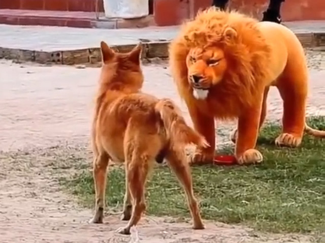 Video Clip Cười - Thanh niên rảnh rỗi mỗi ngày lại ra đường "chọc chó"