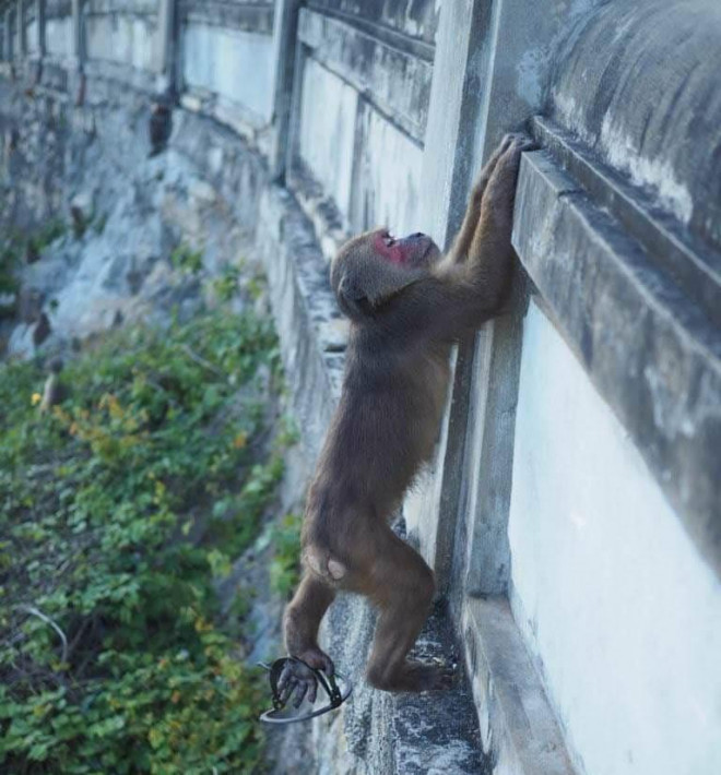 Bức ảnh của nhóm cứu hộ chụp lại cho thấy chú khỉ bị dính bẫy kẹp ở bàn chân. Ảnh: An Bình – Thanh Trúc