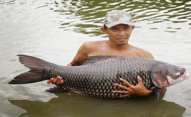 Cá hô còn được gọi là cá vua, tên khoa học của chúng là Catlocarpio Siamensis.
