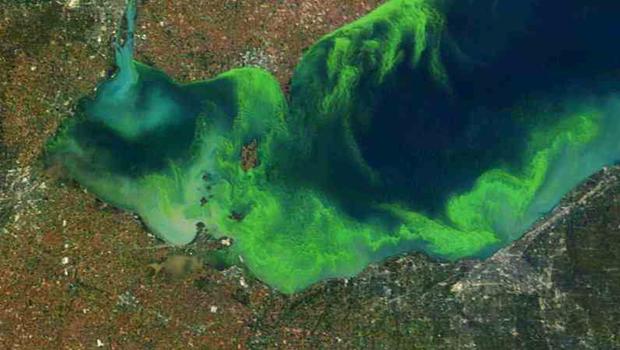 Tảo nở hoa ở Great Lajkes, Minesota, Mỹ - Ảnh: NASA