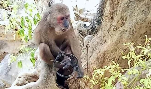 Chú khỉ tìm cách gỡ chiếc bẫy trong đau đớn. Ảnh: An Bình – Thanh Trúc