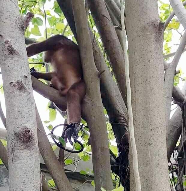 Khi đói được cho thức ăn thì chú khỉ tìm cách xuống lấy, nhưng nếu có người tiếp cận gần thì nó cố sức trèo lên cây cao. Ảnh: An Bình – Thanh Trúc