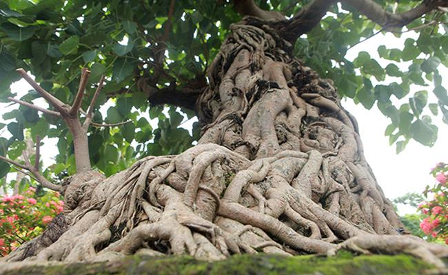 Cây bồ để cổ cao hơn 2,5 mét này thuộc dòng bồ đề đỏ với tuổi đời lên tới hàng trăm năm với tán lá rộng, rễ xếp thành hình khối, uốn lượn và bao bọc quanh gốc, thân cây.

