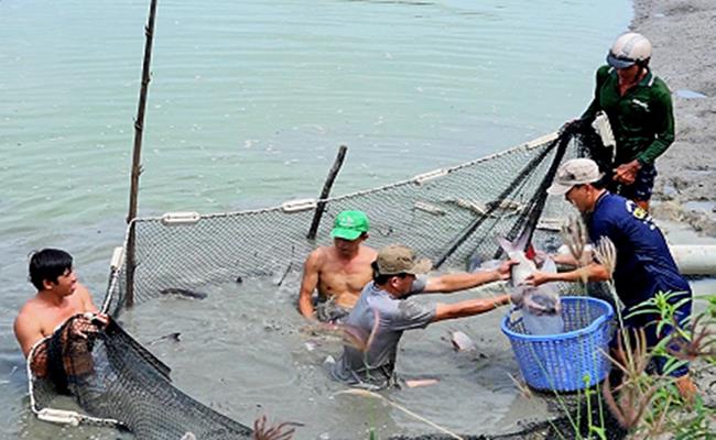 Thời gian nuôi cá hô khá dài, ít nhất là 18 tháng, hoặc đến 2 - 3 năm. Người nuôi có thể thu hoạch cá hô sau 18 tháng, càng nuôi lâu cá càng lớn thì giá trị càng cao.
