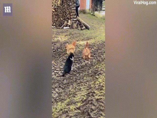 Phi thường - kỳ quặc - Video: "Bạn" bị mèo vồ, gà xông vào tung đòn cứu nguy