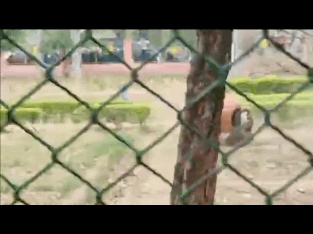 Thế giới - Video: Vật lộn bắt báo hoa mai cắn mặt người đàn ông ở Ấn Độ