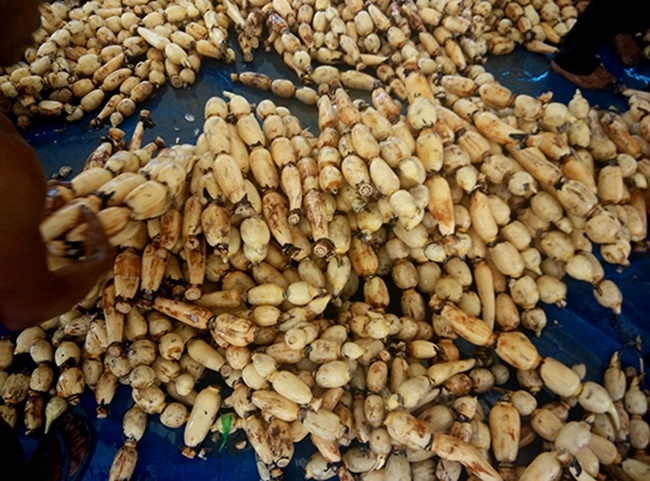 Củ sen được chị bán với giá 40.000 đồng/kg, trừ hết chi phí lời gần 30 triệu đồng.
