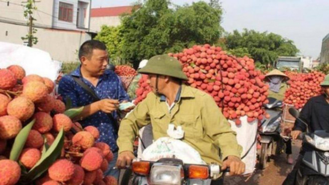 Thương nhân Trung Quốc thu mua vải thiều tại Lục Ngạn (Ảnh tư liệu).