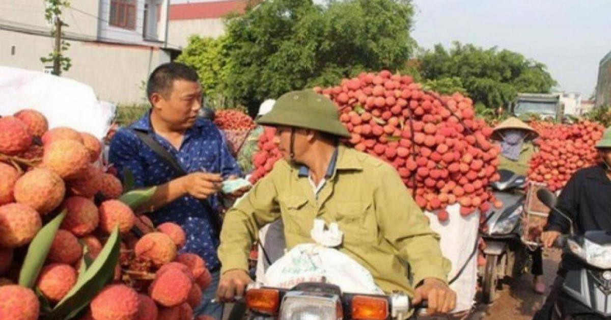 Thị trường - Tiêu dùng - Chuẩn bị đón 500 thương nhân Trung Quốc sang thu mua vải thiều Lục Ngạn