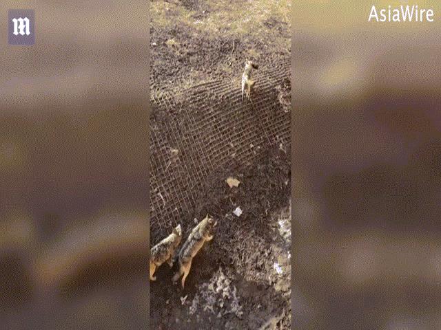 Thế giới - Trung Quốc: Chủ làm rơi chó cưng xuống chuồng sói và kết cục đau lòng