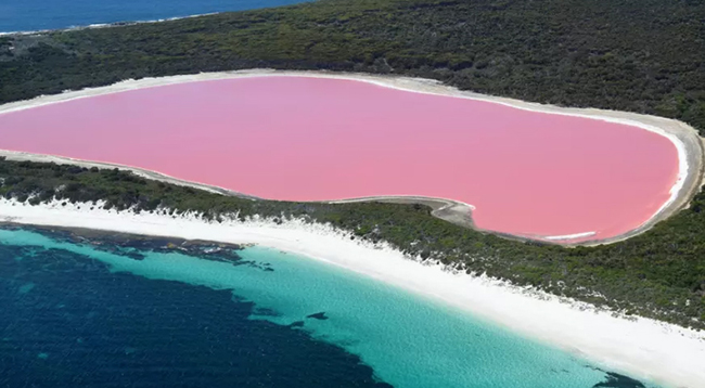 Hồ Hillier ở Úc: Hồ Hillier màu hồng đẹp tuyệt vời này là một thắng cảnh tự nhiên của Úc trên đảo Middle bên trong khu bảo tồn thiên nhiên Recherche Archipelago. 
