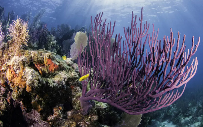 Rạn san hô Florida ở Mỹ: Những tia sáng mặt trời chiếu qua mặt nước trên những rạn san hô đầy màu sắc ở Key Largo, Florida.
