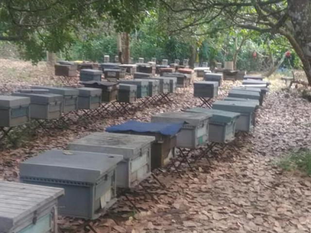 Thị trường - Tiêu dùng - Nuôi con vật cứ chục ngày là thu được tiền, người dân kiếm trăm triệu/năm