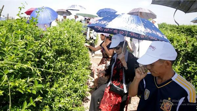 Người bệnh tận mắt cảm nhận và ăn thử lá Dây thìa canh sạch chuẩn quốc tế