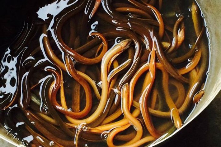 Bún thang lươn: Món đặc sản Hưng Yên không chỉ ngon còn tốt như thang thuốc quý - 4