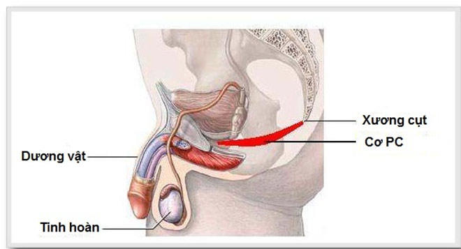 Chia sẻ 5 bài tập giúp chống xuất tinh sớm ở nam giới từ Vivita - 1