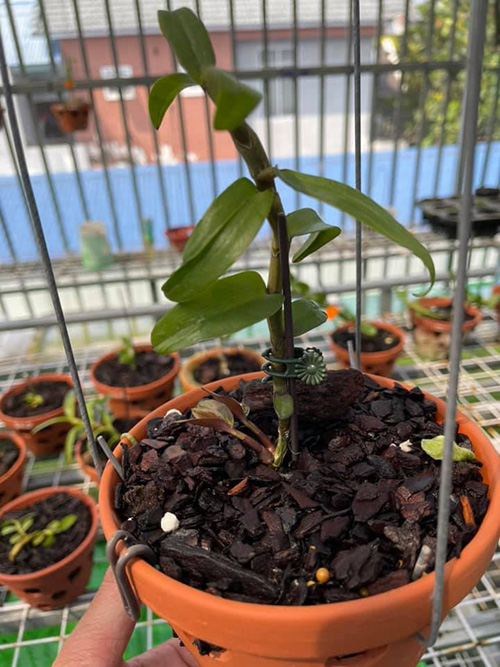 Những gốc lan chất tại vườn lan của nghệ nhân Nguyễn Tấn Mỹ