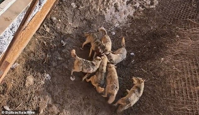 Đàn sói không cho chú chó nhà cơ hội chạy thoát.