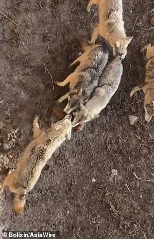 Chú chó nhà bị đàn sói ăn thịt.