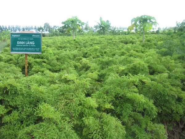 Vùng trồng Đinh Lăng đạt chuẩn GACP-WHO của Traphaco&nbsp;tại Nam Định