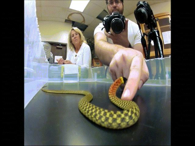 Thế giới - Từ vụ rắn nước cắn bé gái Tiền Giang tử vong: Sự nguy hiểm bất ngờ của "nữ hoàng bóng đêm"