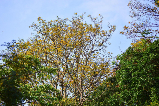 Rực rỡ mùa hoa lim xẹt trên bán đảo Sơn Trà - 7