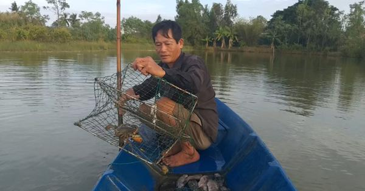 Thị trường - Tiêu dùng - Sau vụ chết bất thường, cua biển ngon nhất miền Tây giảm 100.000 đồng/kg