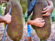 Thị trường - Tiêu dùng - Xẻ quả mít &quot;siêu khủng&quot; treo lủng lẳng, chàng trai khiến CĐM trầm trồ vì thứ bên trong